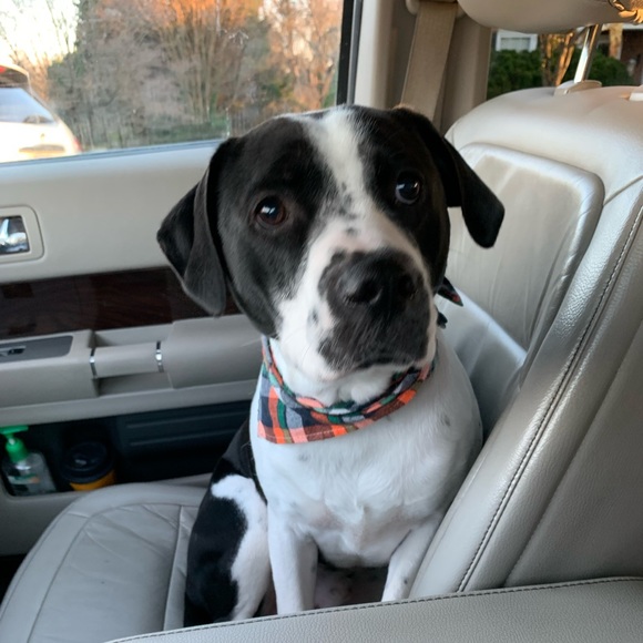 Meet your Posher, Jenni!! Have a lovely day! - Picture 5 of 16